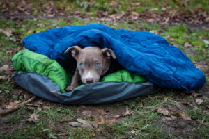 "DoggyBag"-slaapzak voor honden